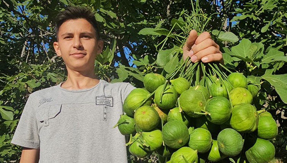 Aydın'dan Almanya, Amerika, Fransa, Çin ve İtalya'ya gönderiliyor! Fiyatı 100 TL'ye kadar düştü